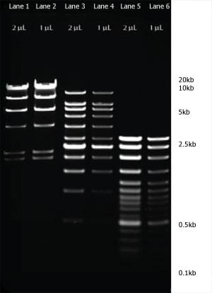 LE Grade Agarose low EEO, High gel strength, batch consistency, RNase / DNase free from POCD Scientific