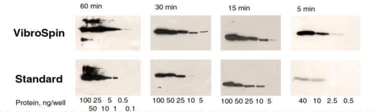 protein blotting results